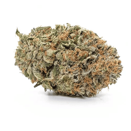 Gelato 33 Gefeminiseerde cc - Tatanka.nl