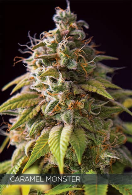 H640 WEB CARAMEL MONSTER - Tatanka.nl