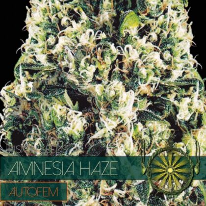 autofem vision zaden amnesia haze 500x500 1 - Tatanka.nl