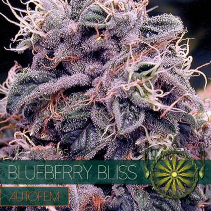 autofem vision semillas blueberry bliss 500x500 1 - Tatanka.nl