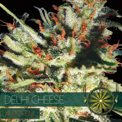 autofem vision graines delhi cheese 500x500 1 - Tatanka.nl