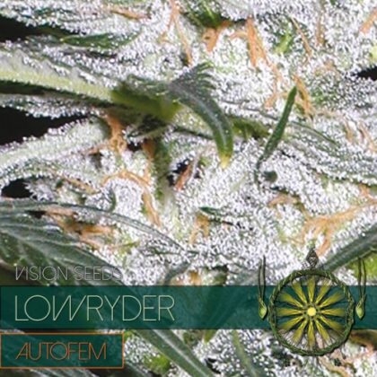 autofem vision seeds lowryder 500x500 1 - Tatanka.nl