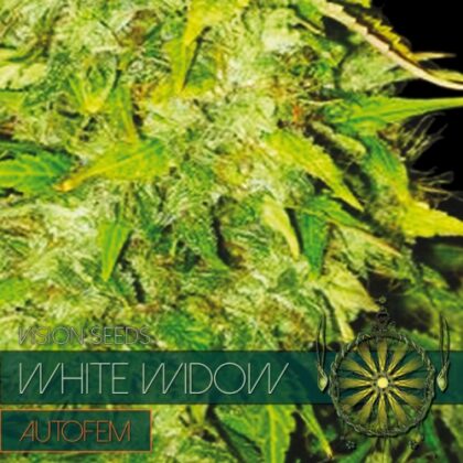 autofem vision zaden white widow 500x500 1 - Tatanka.nl