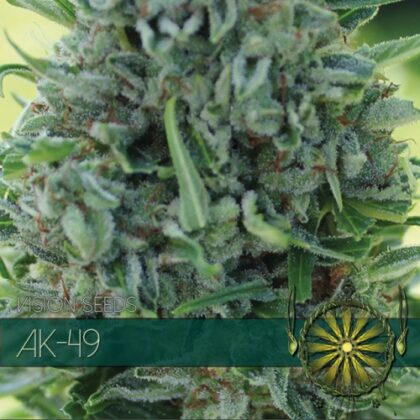 vision seeds ak 49 500x500 1 - Tatanka.nl