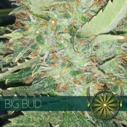 vision seeds big bud 500x500 1 - Tatanka.nl