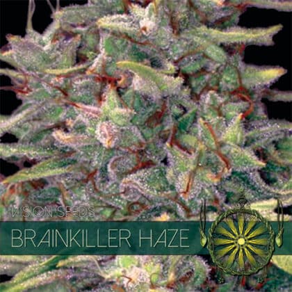 vision seeds brainkiller500x500 1 - Tatanka.nl