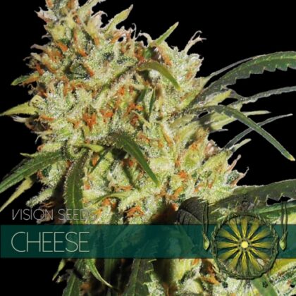 vision seeds cheese 500x500 1 - Tatanka.nl