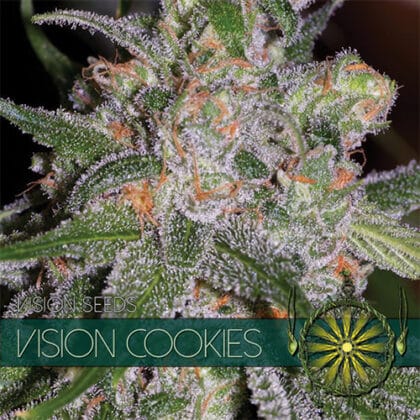 vision seeds - Tatanka.nl