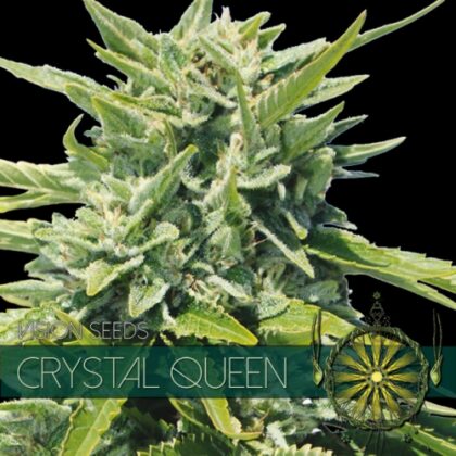 vision zaden crystal queen 500x500 1 - Tatanka.nl