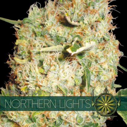 vision seeds northern lights 500x500 1 - Tatanka.nl