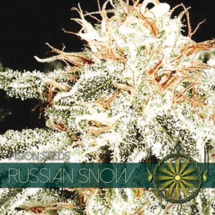 vision seeds nieve rusa 500x500 1 - Tatanka.nl