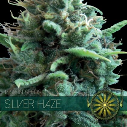 vision zaden silver haze 500x500 1 - Tatanka.nl