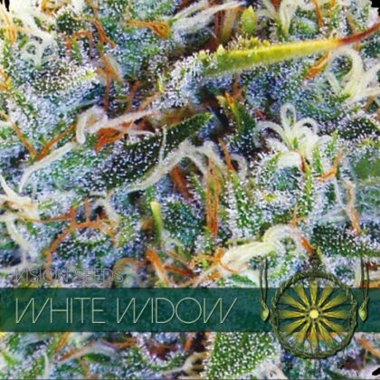 vision seeds white widow 500x500 1 - Tatanka.nl