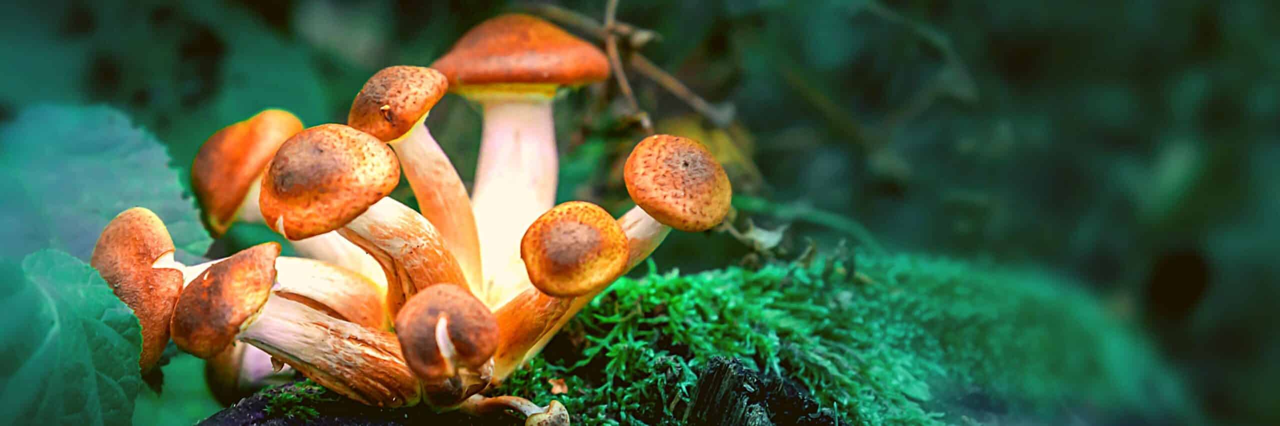 Psilocybe Cubensis Spore Page Cover