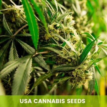 USA Seeds