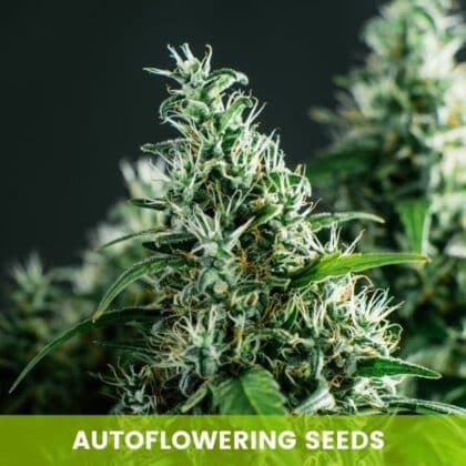 Autoflowering Seeds