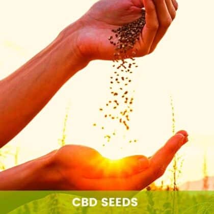 CBD Seeds