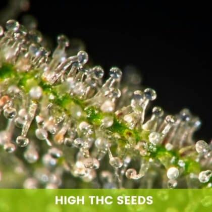 High THC Seeds