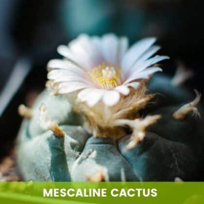 Mescaline Cacti