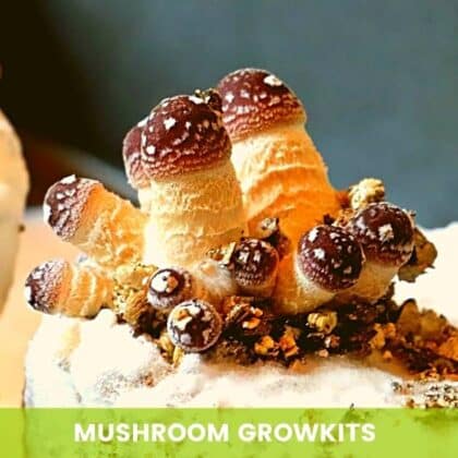 Kits de culture de champignons magiques