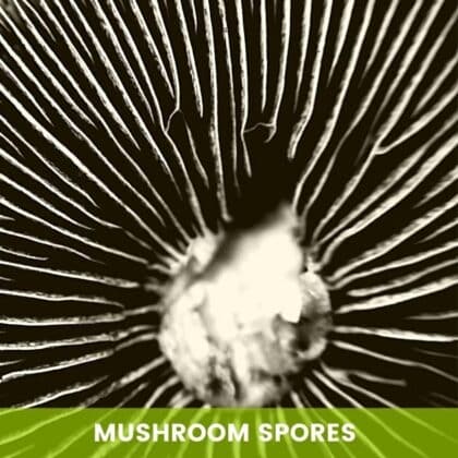 Spore di funghi magici