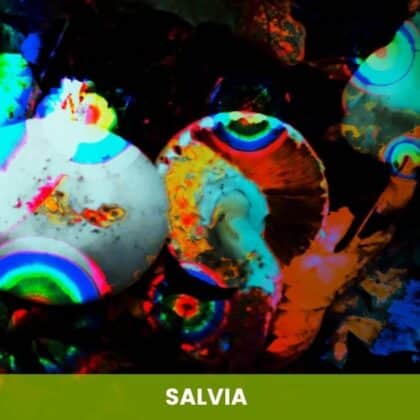 Salvia Divinorum