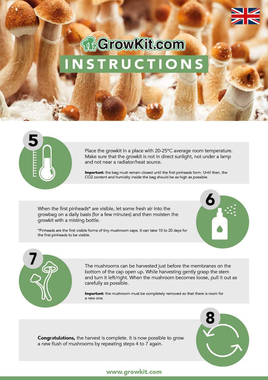 Magic mushroom GrowKit instructies back tatanka