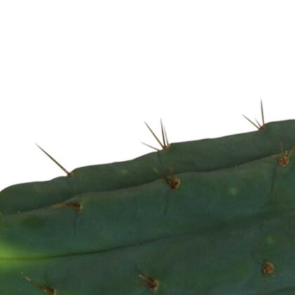 Cutting Bridgesii 25 - 29 cm 2