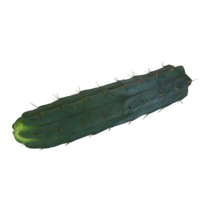 Cutting Bridgesii 25 - 29 cm 1