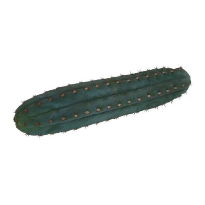 San Pedro cutting Pachanoi 1