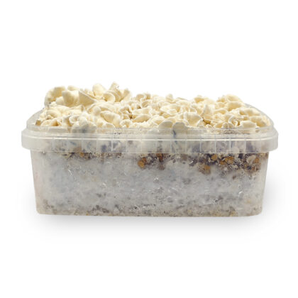Waikiki Waves Vooraanzicht Growkit