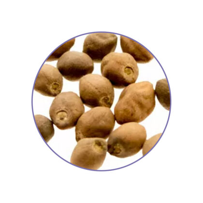 Alternative view of Ololiuqui Seeds